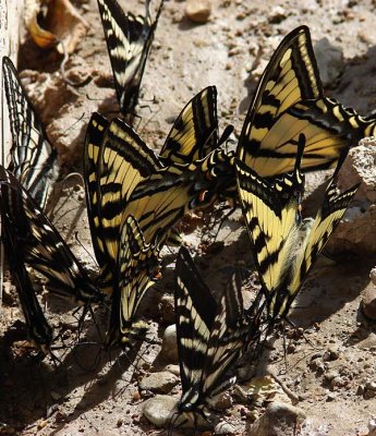 butterflies.jpg
