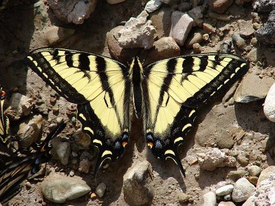 butterfly.jpg