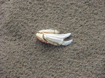 claw.jpg