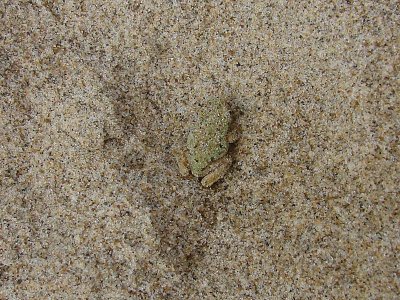 frog.jpg