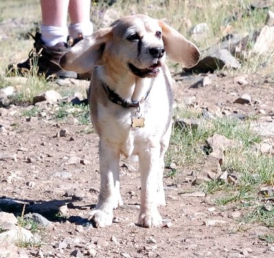 Happy hound