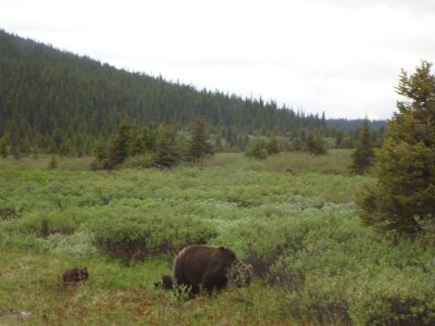 Grizzly and Cubs2.JPG