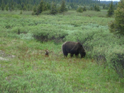 Grizzly and Cubs4.JPG