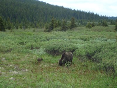 Grizzly and Cubs - near Bow Lake.JPG