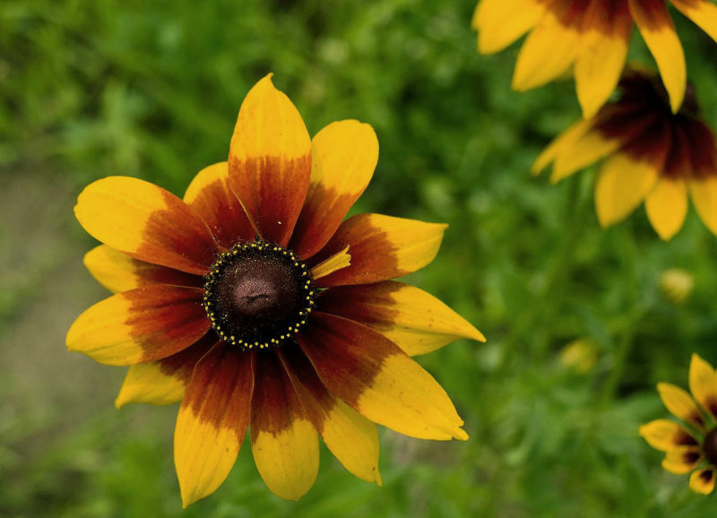 Flower in Summer 4