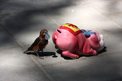 Bird in economic crises I