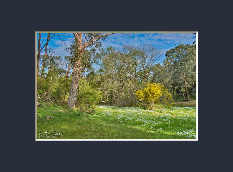 Snowdrops