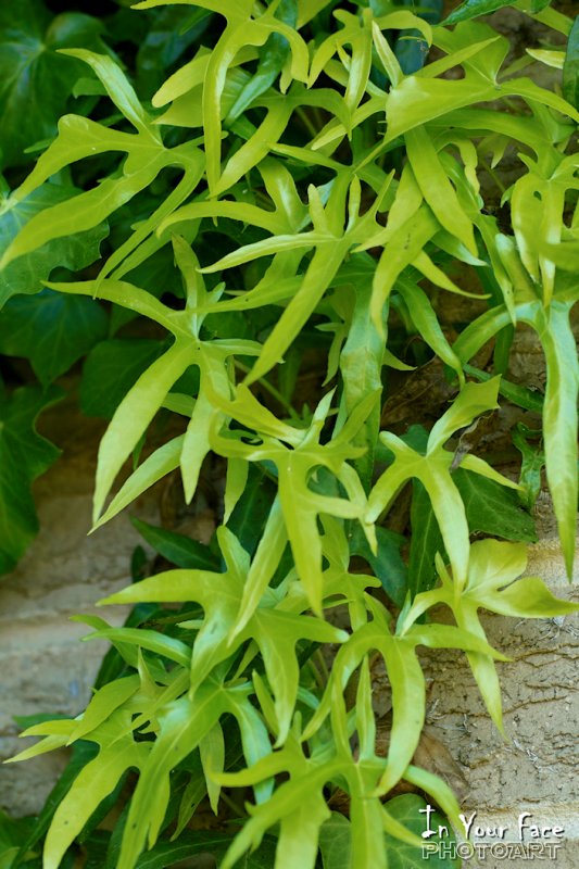 New Ivy leaves