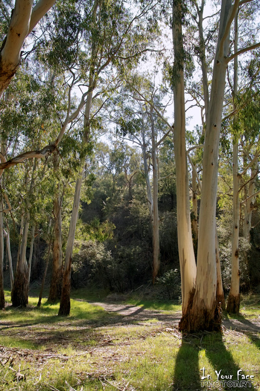 April in the Hurstbridge Reserve 7