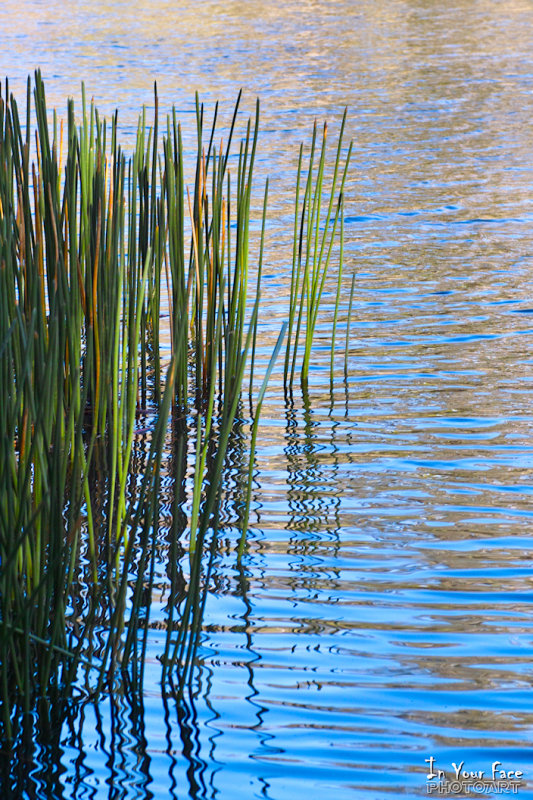 Winter Reflections - Lake Aura Vale