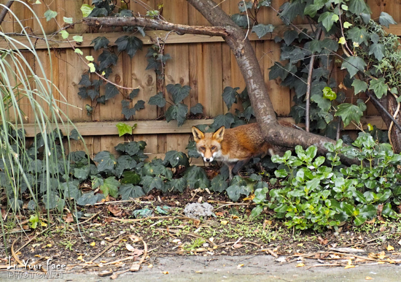 Fox at Large
