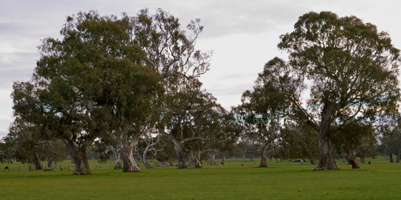 Late Winter Red Gums