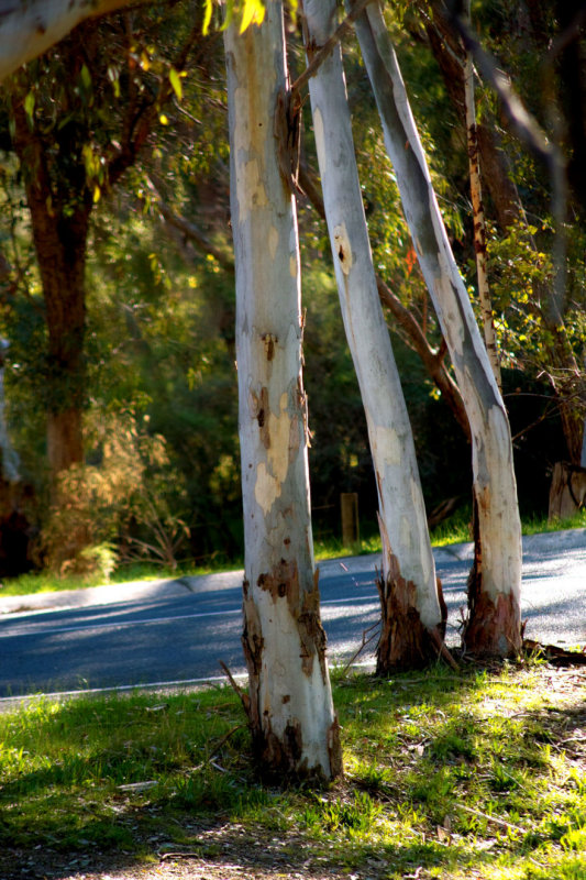 Three Trees by the Road