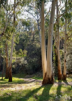 April in the Hurstbridge Reserve 1