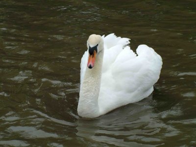 1 Swan.JPG