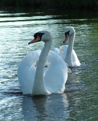 2 Swans.JPG