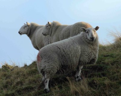 3 Sheep Rochdale.JPG