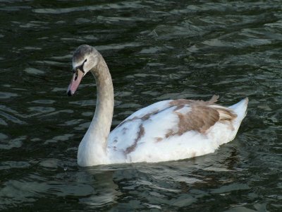 Cygnet.JPG