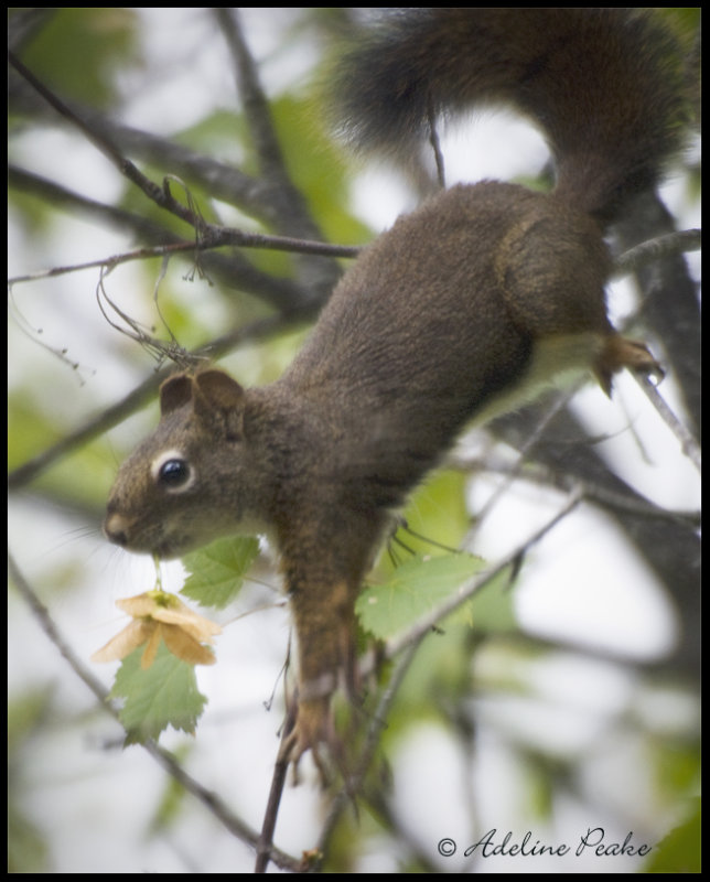 Squirrel