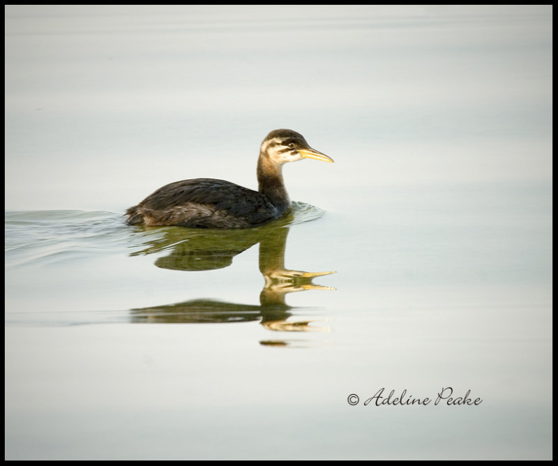 2008-09-20 208.jpgJuvenile Red-necked Grebe