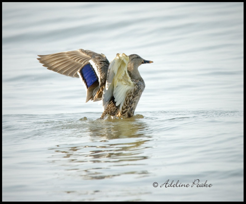 Male Mallard-fall