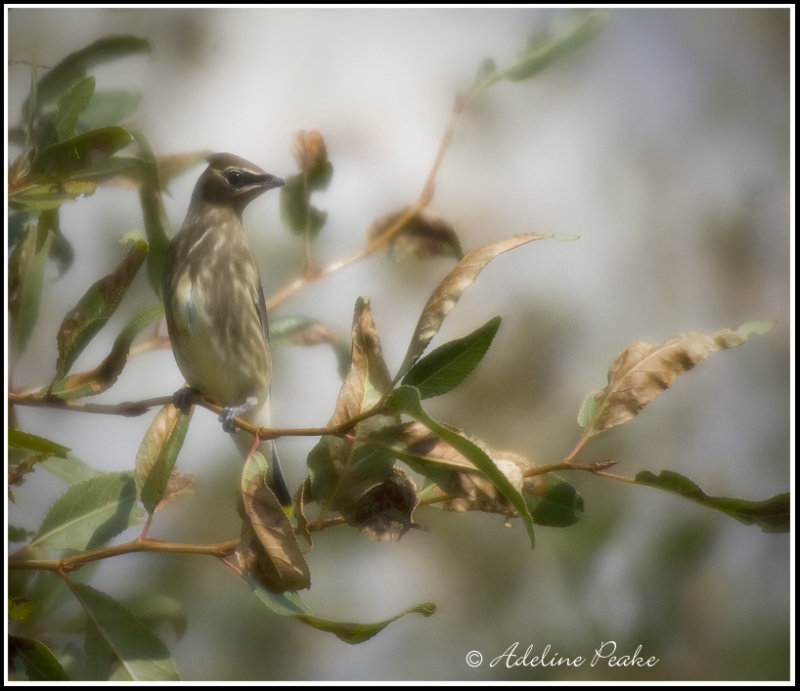 Juvenile Cedar Waxwing