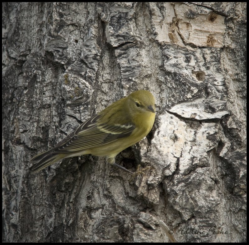 Blackpoll Warbler?