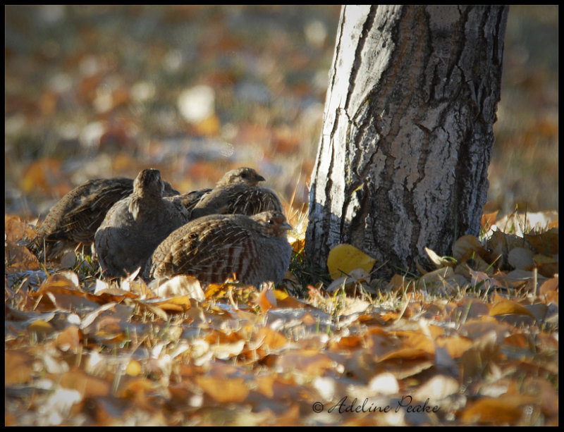 Gray Partidges huddled from the cold.