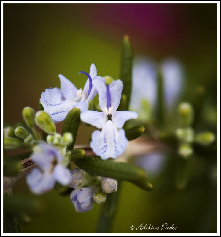 Rosemary