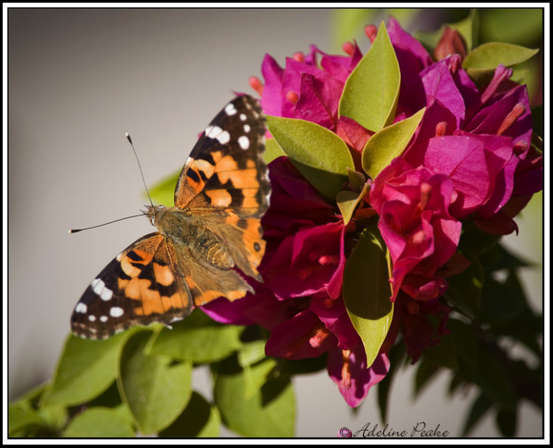 Painted Lady