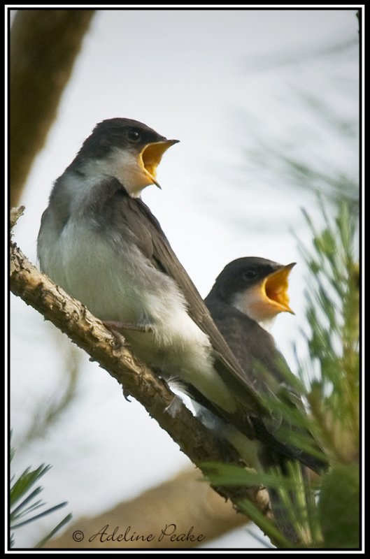 Hungry Tree Swallow Fledglings
