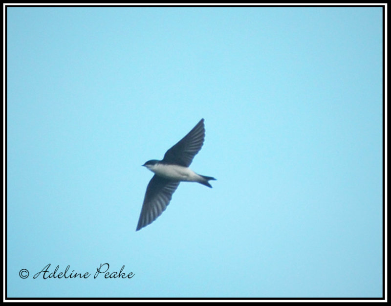 Tree Swallow