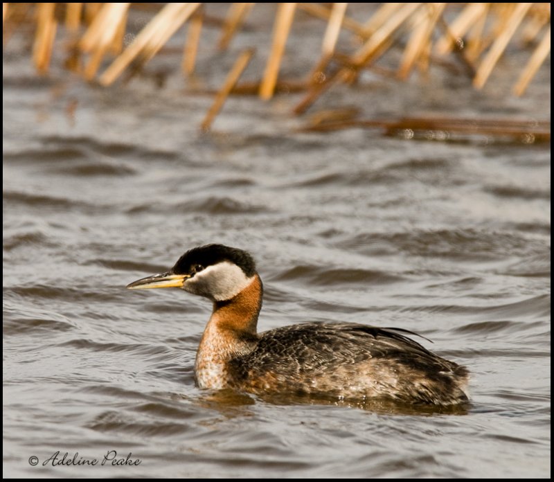 Red-necked Grebe