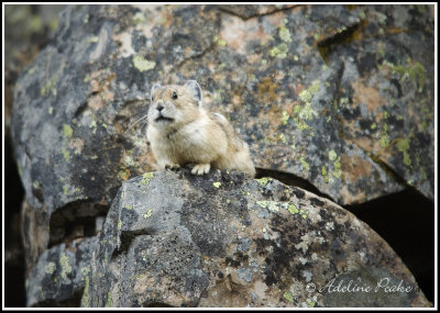 Pika