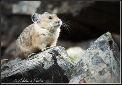 Pika