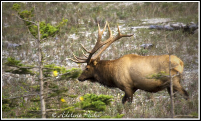 Bull Elk