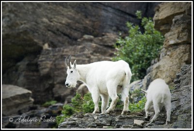 Rocky Mountain Goats