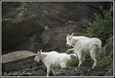 Rocky Mountain Goats