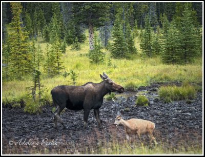 Moose and Deer