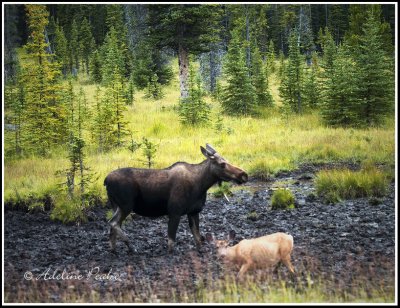 Moose and Deer