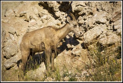 Ewe, Big Horn Sheep