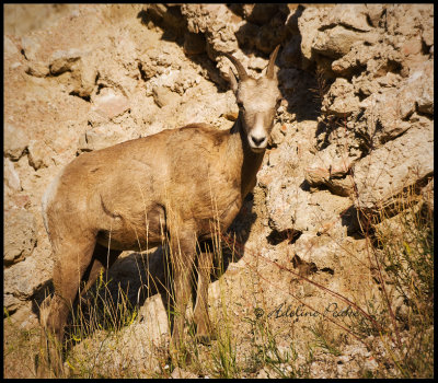 Ewe, Big Horn Sheep