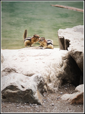 Golden Mantled Ground Squirrels