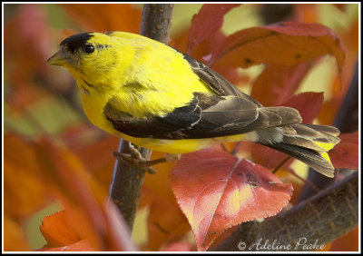 Male American Goldfinch (Fall)