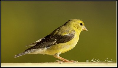 Female American Goldfinch (Fall)