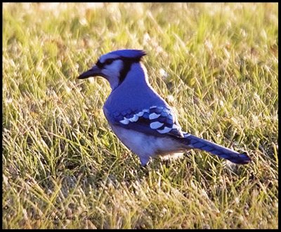 Blue Jay