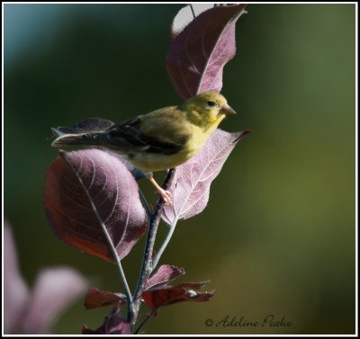 Female American Goldfinch (Fall)