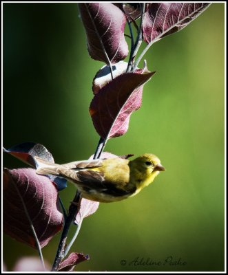 Female American Goldfinch (Fall)