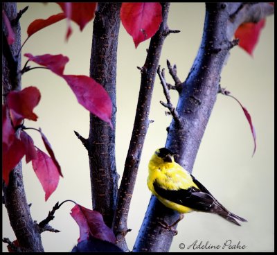 Male American Goldfinch (Fall)