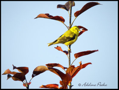 Male American Goldfinch (Fall)